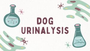 dog urinalysis main graphic-- cartoon lab equipment and other misc germ-like graphics
