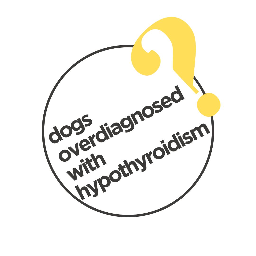 hypothyroidism in dogs main graphic - words in a circle with big yellow question mark