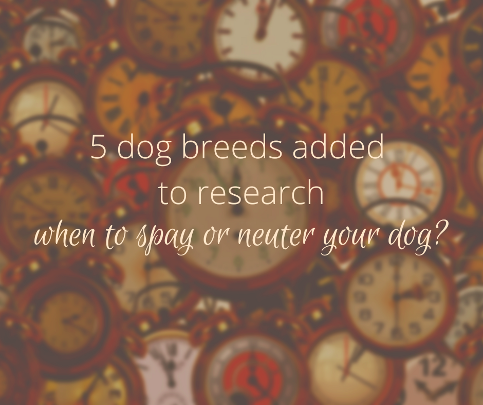 when to spay or neuter your dog main graphic -- photo of clocks in the background
