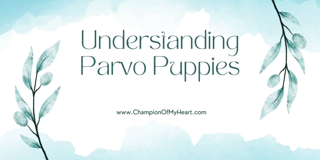 understanding parvo puppies main graphic