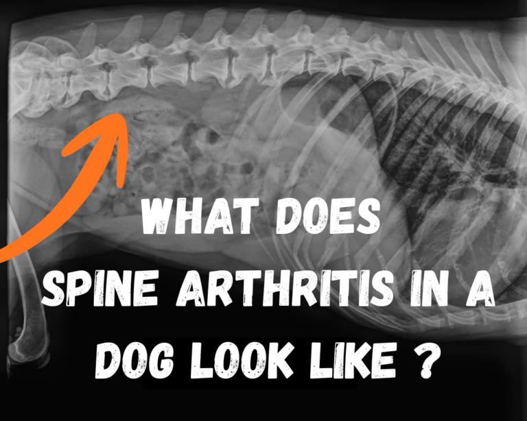 Spine Arthritis in a Dog main x-ray graphic