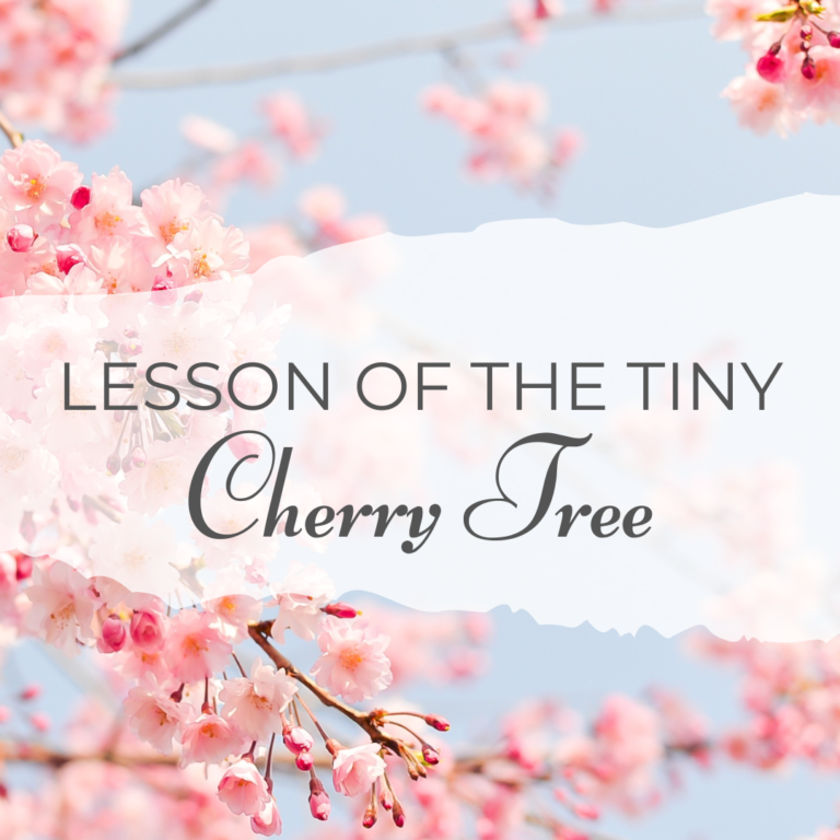 Lesson of the tiny cherry tree main graphic - text over color photo of cherry blossoms with clue sky behind
