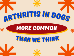 arthritis in dogs more common than we think main graphic