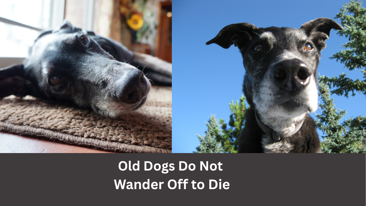 Old Dogs Do Not Wander Off to Die (1) -- 2 photos of gray-faced black dog with white text of the headline on a dark background below